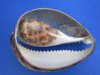 Large Cut Tiger Cowrie Shells 3 inches - 50 @ $1.60 each