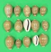 1-1/4 to 2 inches Small Deer Cowries for Sale in Bulk - Bag of 100 @ .12 each; Bag of 500 @ .064 each