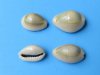 Bulk Tiny Ring Top Cowrie Shells for Crafts or Tiny Gold Ring Cowries  - 1 inch and under - Bag of 100 @ .08 each; Pack of 500 @ .06 each