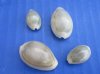 5/8 to 1 inches Ringtop Cowrie Shells for Sale, Gold Ring Cowries - Pack of 1 kilos (2.2 pounds) @ $13.00 a kilo; Pack of 3 kilos @ $$11.00 a kilo