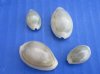 Ringtop Cowrie Shells 5/8 to 1 inch - Case: 15 kilos @ $6.35 a kilo; 2 <font color=red>wholesale cases</font> @ $5.50 a kilo