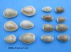 Tiny Ringtop Cowrie Shells for Sale in Bulk, Under 1 inch, Monetaria annulus, Gold Ring Cowries for Seashell Art and Crafts - Pack of 1 @ $35.99 a  bag ( 4.40 pounds); Pack of 3 Bags (13.20 pounds) @ $29.99 a bag 