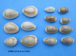 Bulk Cowrie Shells, Kilo Bag, Mix Of Sizes