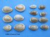 Tiny Gold Ring Ringtop Cowrie Shells <font color=red> Wholesale</font> - Case: 20 kilo @ $9.00 a kilo