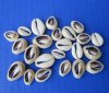 <font color=red> Wholesale</font> Tiny Cut Ring Top Cowrie Shells Under 1 inch in Bulk Case of 15 kilos (33 pounds) @ $7.50 a kilo;