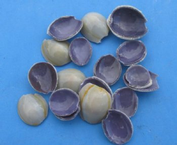 Tiny Cut Tops of Ring Top Cowrie Shells in Bulk, Cyprae Annulus - Case of 20 kilos @ $2.00 a kilo