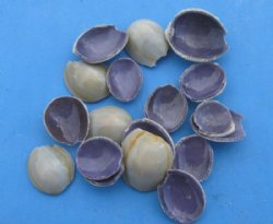 Tiny Cut Tops of Ring Top Cowrie Shells in Bulk, Cyprae Annulus - Case of 20 kilos @ $2.00 a kilo