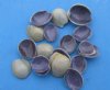 Tiny Cut Tops of Ring Top Cowrie Shells in Bulk, Cyprae Annulus - Case of 20 kilos @ $1.90 a kilo