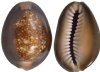 Serpent's Head Cowrie Shells for Crafts, Cyprae caputserpentis, 3/4 to 1-1/4 inches - Bag of 100 @ .30 each
