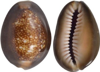 Serpent's Head Cowrie Shells, Cyprae caputserpentis, 3/4 to 1-1/4 inches -100 @ .29 each