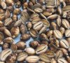 <font color=red>Wholesale</font> Serpent's Head Cowrie Shells, Snakehead Cowries in Bulk -Case of 20 kilos (44 pounds) Priced  $18.00 a kilo