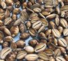 4.4 pounds Serpent's Head Cowrie Shells in Bulk 3/4 to 1-1/4 inches long - $57.60 a bag