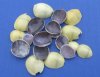 Under 1 inch Tiny Cut Top Pieces of Money Cowrie Shells for Crafts - Pack of 1 kilo (2.2 pounds) @ $3.00 a bag; 3 bags @ $2.50 a bag