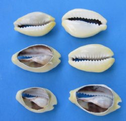 Tiny Cut Money Cowrie Shells 3/4 to 1-1/4 inches - $18.99 a kilo; 5 kilos @ $16.80 a kilo