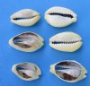 Bulk Tiny Cut Money Cowrie Craft Shells for Sale 3/4 to 1-1/4 inches - Priced $19.99 a bag  of 2 pounds (1 kilo); Pack of 5 kilos (11 pounds) @ $16.80 a kilo bag