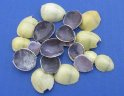 Under 1 inch Tiny Cut Top Pieces of Money Cowrie Shells for Crafts -  $3.00 a kilo; 3 @ $2.25 a kilo