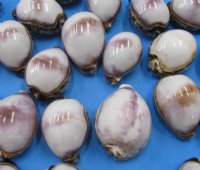 2-1/2 to 3 inches Polished White Top Tiger Cowrie Shells <font color=red> Wholesale</font> - Case of 250 @ .65 each