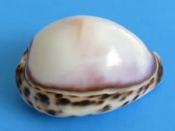2-1/2 to 3 inches Polished White Top Tiger Cowrie Shells <font color=red> Wholesale</font> - Case of 250 @ .65 each