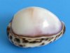 2-1/2 to 3 inches Polished White Top Tiger Cowrie Shells for Sale in Bulk - Bag of 25 @ $1.30 each; Bulk Bag of 100 @ .90 each