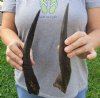 2 Cape Bushbuck horns 11 and 11 inches - you are buying the horns pictured for $14 each
