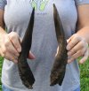 2 Cape Bushbuck horns 10 and 10 inches - you are buying the horns pictured for $14 each
