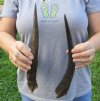 2 Cape Bushbuck horns 11 and 12 inches - you are buying the horns pictured for $14 each