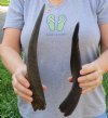 2 Cape Bushbuck horns 12 and 12 inches - you are buying the horns pictured for $14 each