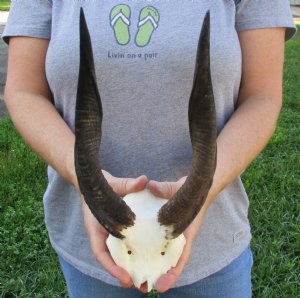 Bushbuck Skulls
