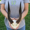 Bushbuck Skulls