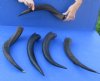 5 piece lot of 14 to 19 inch small Kudu Horns - You are buying the horns pictured for $14 each