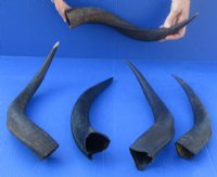 5 piece lot of 14 to 19 inch small Kudu Horns - You are buying the horns pictured for $14 each