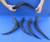 5 piece lot of 15 to 17 inch small Kudu Horns - You are buying the horns pictured for $14 each
