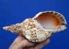 7-1/4 inch Triton's Trumpet Seashell for Sale - you are buying the hand picked beautiful shell pictured for $11.99