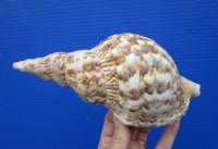7-1/4 inch Triton's Trumpet Seashell for Sale - you are buying the hand picked beautiful shell pictured for $11.99
