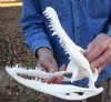 10 by 4-3/4 inches Authentic Florida Alligator Skull for Sale (missing several teeth) - You are buying this one for $64.99