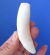3-5/8 inches Authentic Extra Large Alligator Tooth for Sale - Buy this one for <font color=red> $26.99</font> Plus $5.00 1st Class Mail