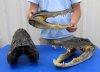 15 inches Wholesale Large Alligator Heads for Sale, Preserved and Ready for Display -  Case of 2  @ $55.00 each
