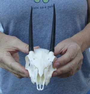 Steenbok Skulls
