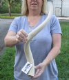 25-1/4 inch  African Kudu Horn Inner Bone Core (not polished). You are buying this horn core shown in the photos for $29.99