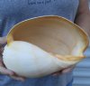 9-1/4 inches Beautiful Crowned Baler Melon Shell, melo aethiopica - you are buying this one for $14.99  <font color=red> Sale $10.99</font>