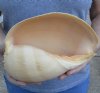 9 inches Crowned Baler Melon Shell for Home Decorating, melo aethiopica - you are buying this one for $14.99