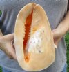 9-1/4 inches tall, Beautiful Natural Peach Colored Yellow Helmet Seashell for Sale, Cassis cornuta - you are buying the hand picked shell pictured for $24.99