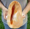 9-1/4 inches tall, Gorgeous Peach Colored Yellow Helmet Seashell for Sale, Cassis cornuta - you are buying the hand picked shell pictured for $24.99