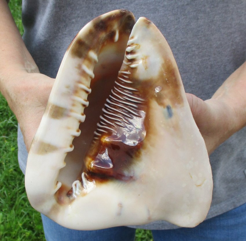 71/4 by 61/4 inches Large King Helmet Seashell for Sale,