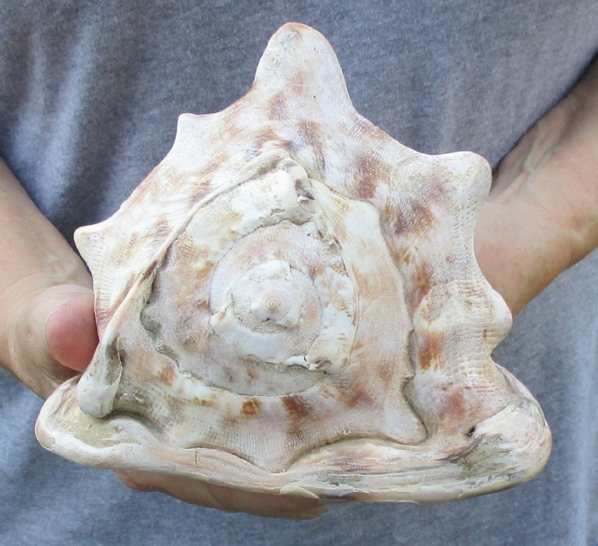 7 by 6 inches Large King Helmet Seashell for Sale, a rich brown