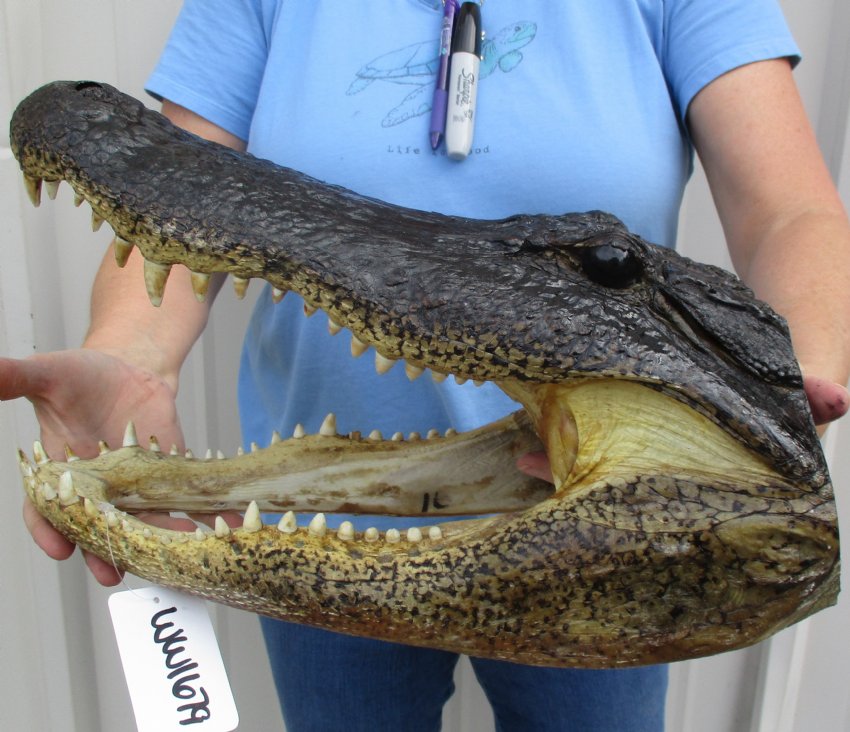 16 inch Large Louisiana Alligator Head for Sale from an 10 foot gator