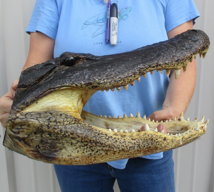 16 inch Large Louisiana Alligator Head for Sale from an 10 foot gator