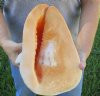 10-1/2 inches tall, Pretty Peach Colored Large Yellow Helmet Seashell for Sale, Cassis cornuta - you are buying the hand picked shell pictured for $29.99
