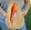 10 inches tall, Fabulous Peach Colored Large Yellow Helmet Seashell for Sale, Cassis cornuta - you are buying the hand picked shell pictured for $29.99