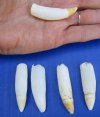5 Real Florida Alligator Teeth 1-3/4 to 2 inches for Making Gator Tooth Necklaces for $2.50 each (Plus $5 postage)